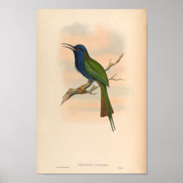 Kingfisher Vintage Bird Meropogon Forsteni Poster