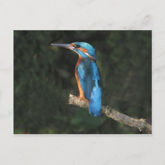 Kingfisher Vykort