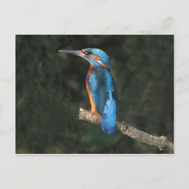Kingfisher Vykort (Framsida)