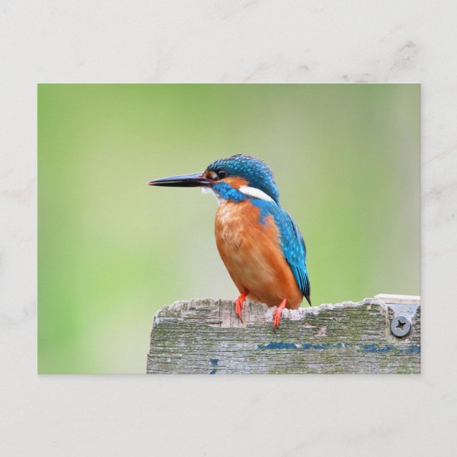 Kingfisher Vykort (Framsida)
