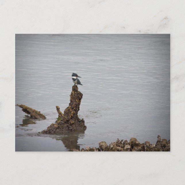 Kingfisher Vykort (Framsida)