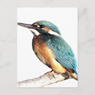 ’Kingfisher’ Vykort