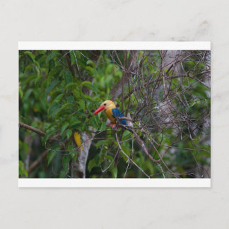 Kingfisher Vykort