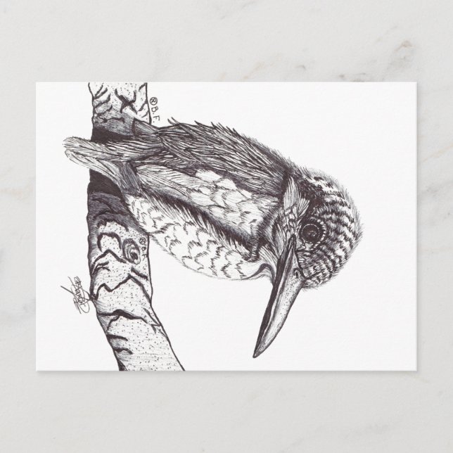 KINGFISHER VYKORT (Framsida)