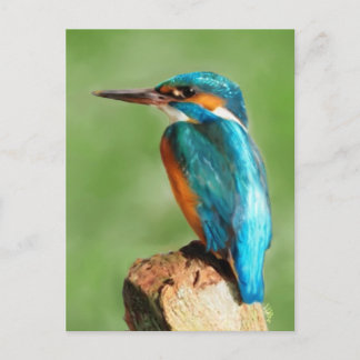 Kingfisher Vykort