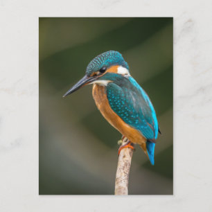 Kingfisher Vykort