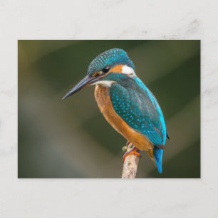 Kingfisher Vykort