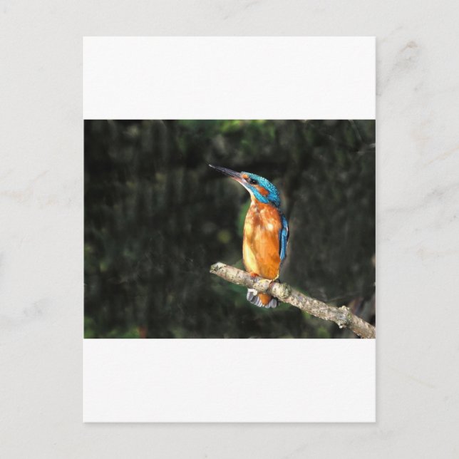 Kingfisher Vykort (Framsida)
