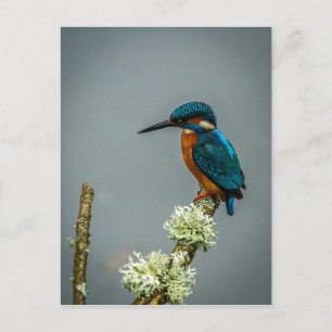Kingfisher-vykort Vykort