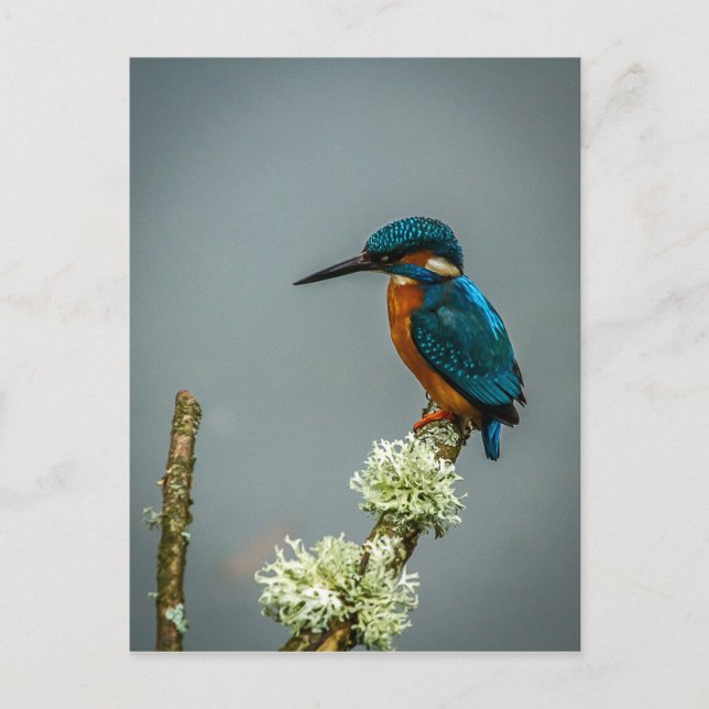 Kingfisher-vykort Vykort (Framsida)