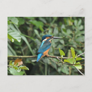 Kingfisher-vykort Vykort