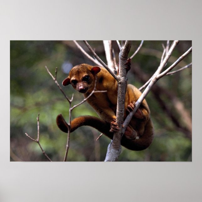 Kinkajou (Potos flavus) Poster (Framsidan)