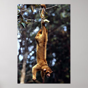 Kinkajou (Potos flavus) Poster