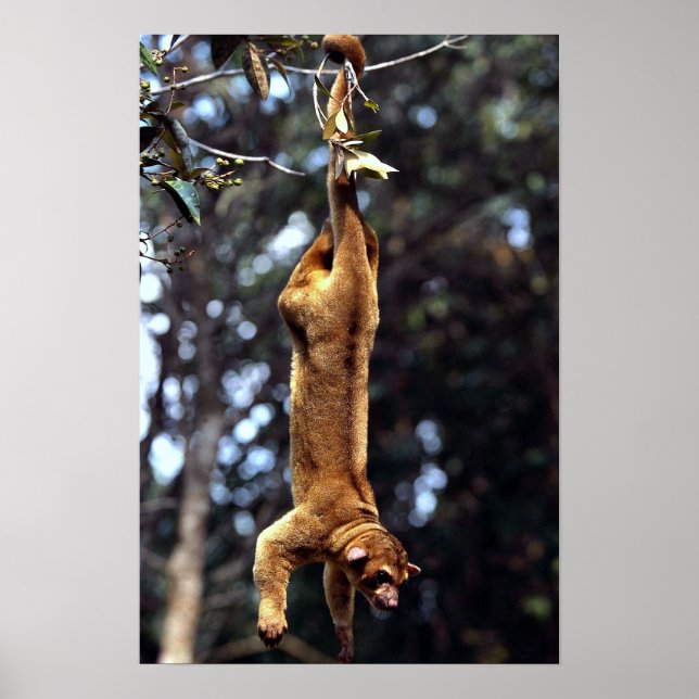 Kinkajou (Potos flavus) Poster (Framsidan)