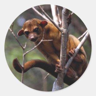 Kinkajou (Potos flavus) Runt Klistermärke