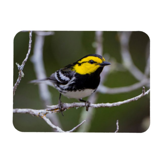 Kinney County, Texas. Guldkindad sångare Magnet (Horisontell)