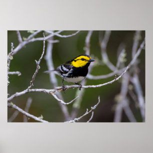 Kinney County, Texas. Guldkindad Warbler Poster