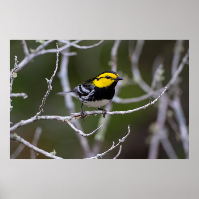 Kinney County, Texas. Guldkindad Warbler Poster (Framsidan)