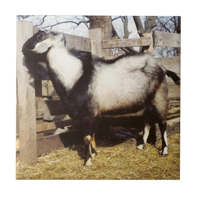 Kip! Kakelplatta (Framsidan)