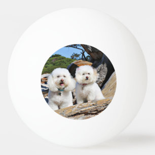 Kirby Shelby - pudlar på den Carmel stranden Pingisboll