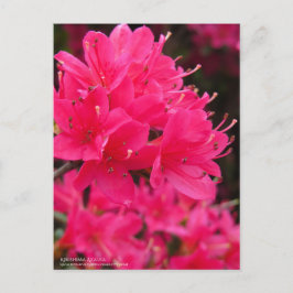 Kirishima Azalea Vykort