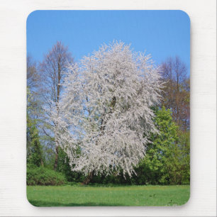 Kirschbaum Musmatta