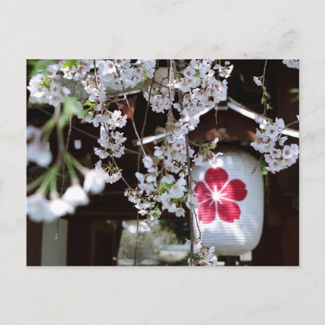 Kirsebärsblomfestivalen i Kyoto Vykort (Framsida)