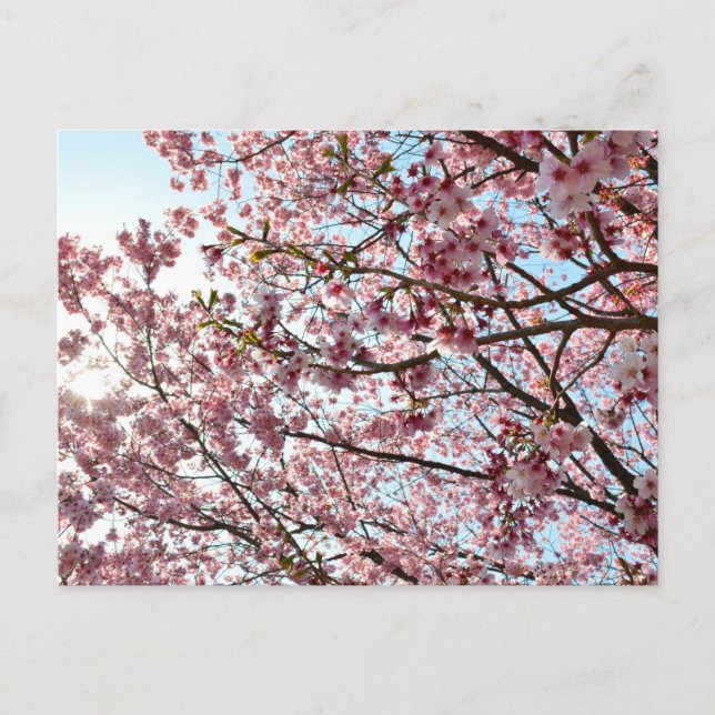 Kirsseblom: Tokyo, Japan Vykort (Framsida)
