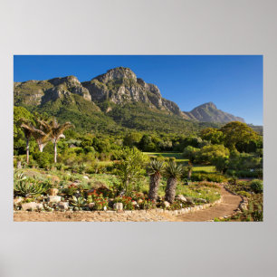 Kirstenbosch Botanic Gardens, Kapstaden Poster