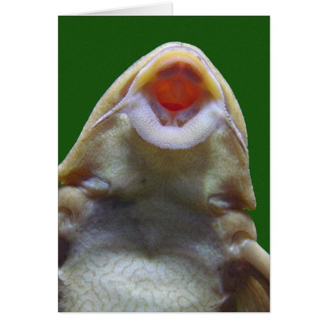 Kisera fiskekortet hälsningskort (Framsidan)