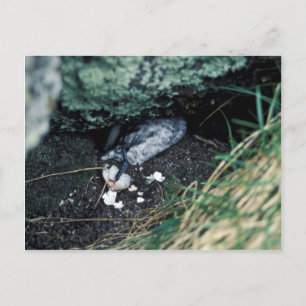 Kiska Island Sirius Point, Auklet som dödades av r Vykort