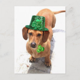 Kiss jag är Irish Dachshund-vykort Vykort