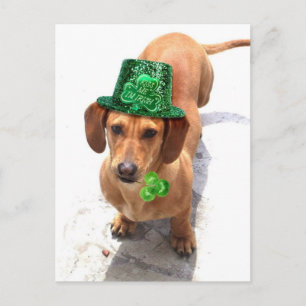 Kiss jag är Irish Dachshund-vykort Vykort