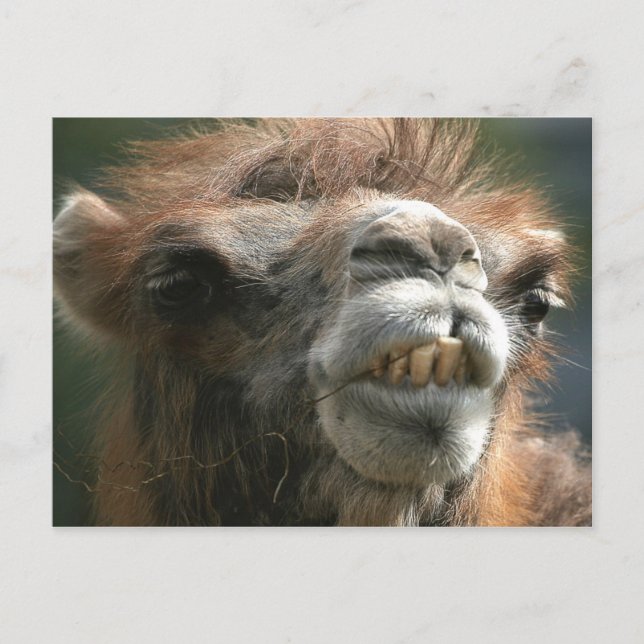 Kiss Kiss Vykort (Framsida)