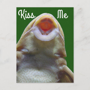 Kiss Me Fish Vykort