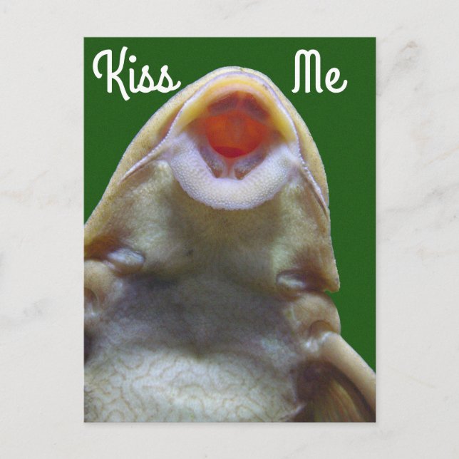 Kiss Me Fish Vykort (Framsida)