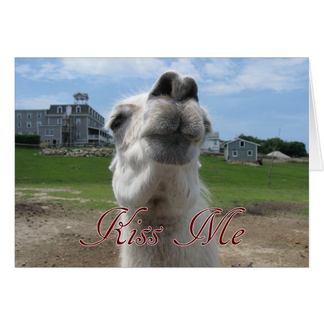 Kiss Me Llama Close-up Hälsningskort (Framsidan Horizontal)