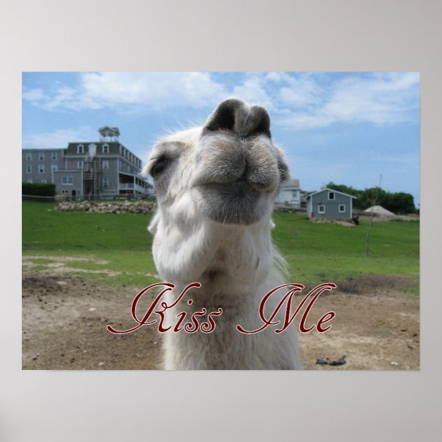 Kiss Me Llama Close-up Poster (Framsidan)