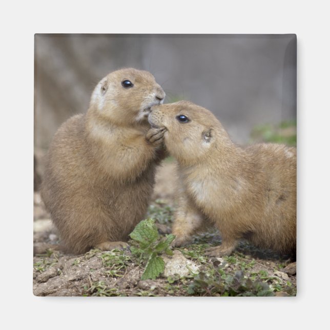 Kiss me Quick Magnet (Framsidan)