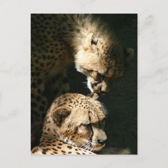 Kiss Vykort (Framsida)