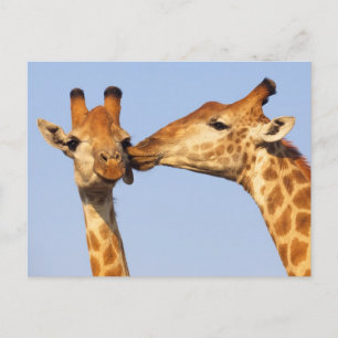 Kiss Vykort