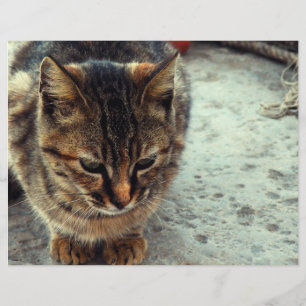 Kissekatt