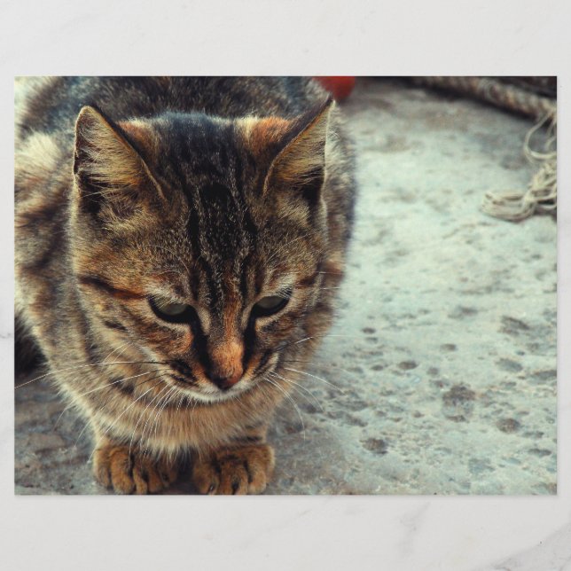 Kissekatt (Framsida)