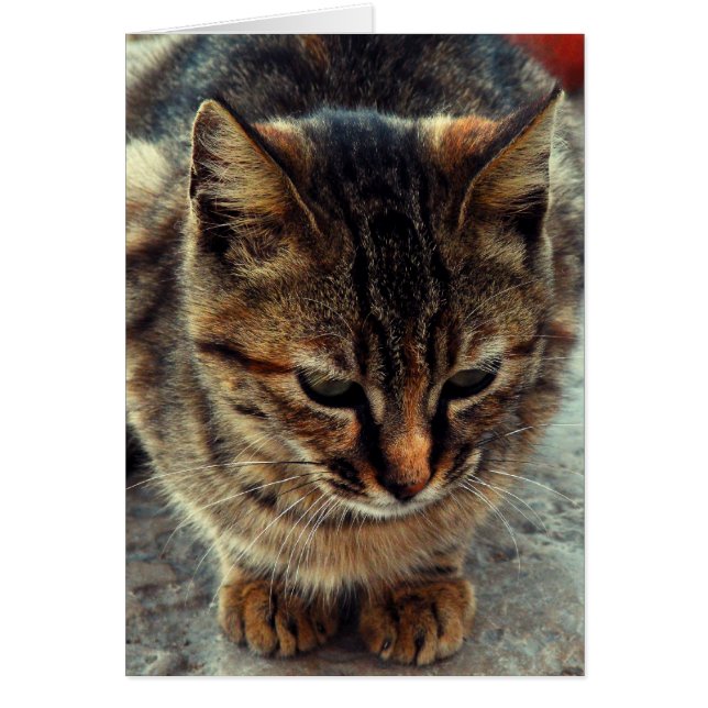 Kissekatt Hälsningskort (Framsidan)