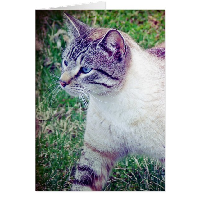 Kissekatt Hälsningskort (Framsidan)