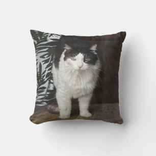 Kissekatt Kudde