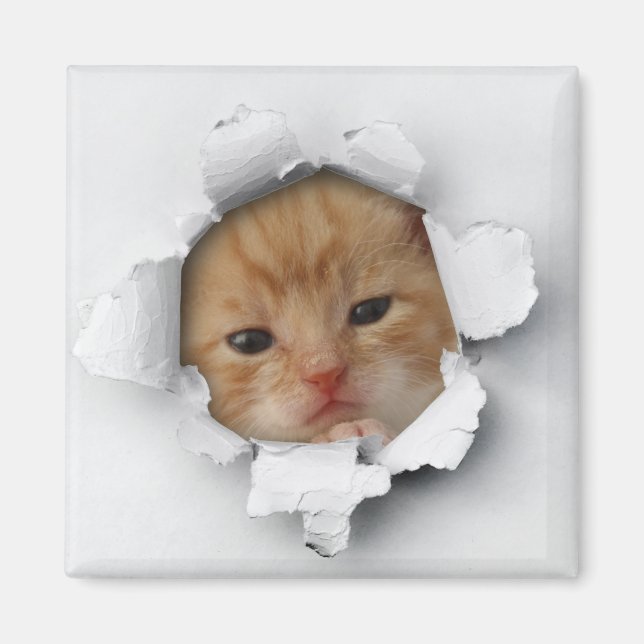 Kissekatt Magnet (Framsidan)