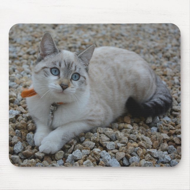 Kissekatt Musmatta (Framsidan)
