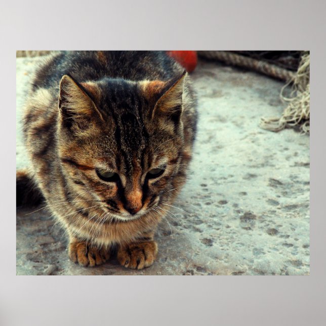 Kissekatt Poster (Framsidan)