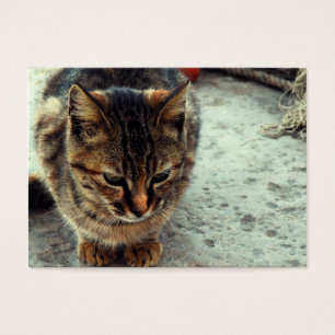 Kissekatt Visitkort